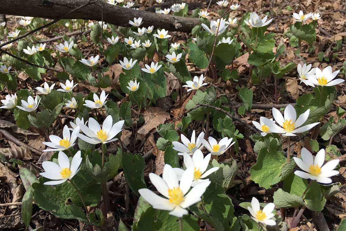 A horizontal image of white bloodroot flowers (Sanguinaria canadensis) growing in a woodland area in springtime.