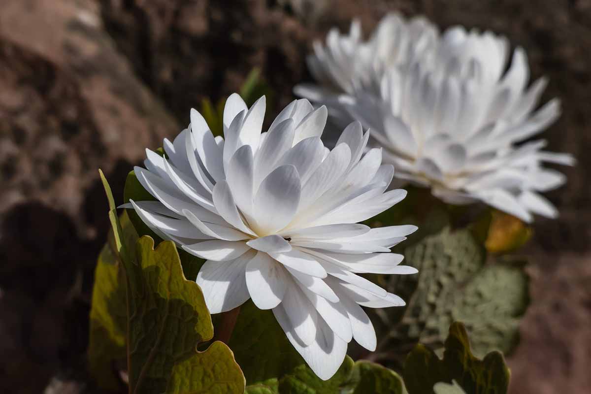 A close up horizontal image of double-petaled Sanguinaria canadensis 'Plena' growing in the garden pictured in light sunshine.