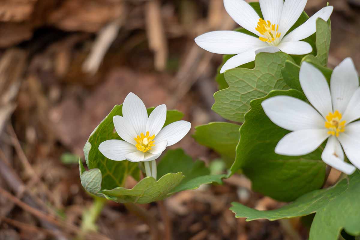 A close up horizontal image of bloodroot flowers growing in the garden surrounded by mulch.