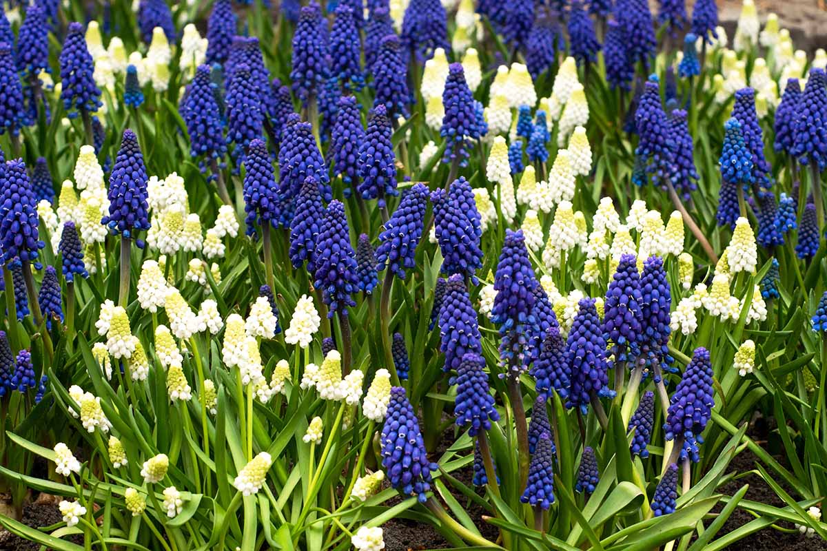 A horizontal image of blue and white grape hyacinth flowers growing in the garden.