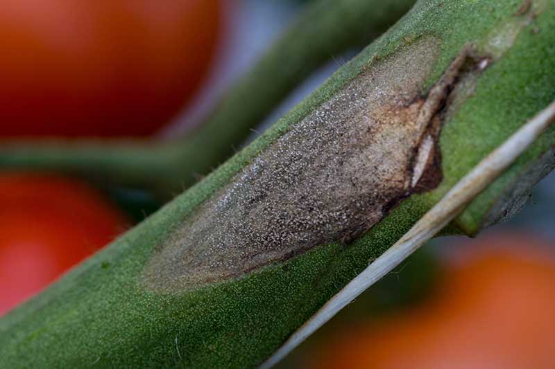 A close up of a lesion on a stem caused by botrytis gray mold pictured on a soft focus background.