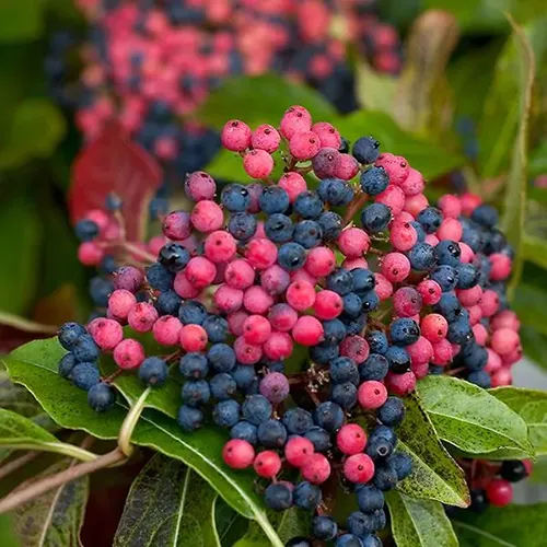 A close up of bright red and deep purple drupes growing on a viburnum shrub pictured on a soft focus background.