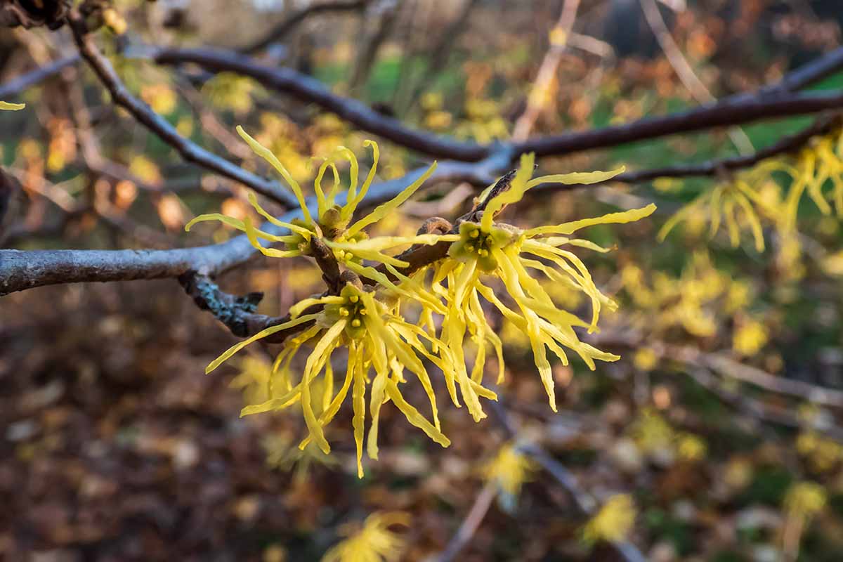 A close up of common witch hazel (Hamamelis virginiana) growing in the garden pictured on a soft focus background.