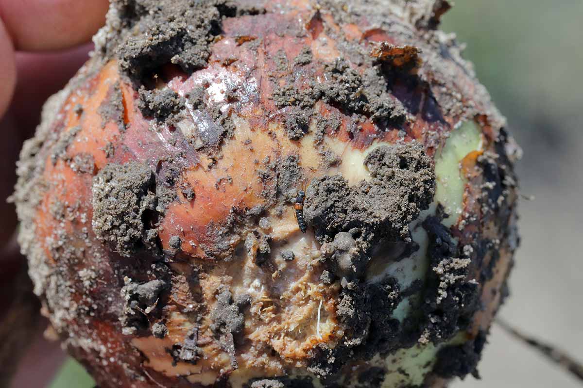 A close up horizontal image of a flowering bulb infected with a fungal disease causing it to rot.