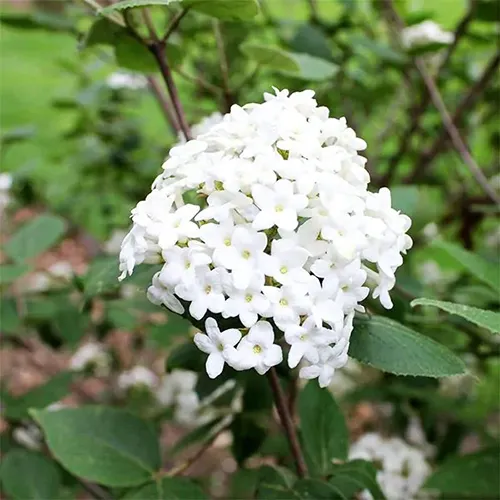 A close up square image of the white flowers of Burkwood viburnum pictured outdoors on a soft focus background.