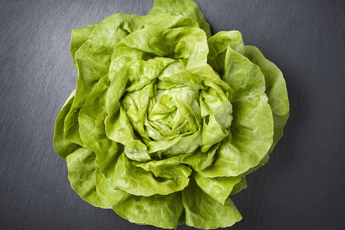 A close up horizontal image of a single 'Buttercrunch' lettuce, freshly harvested and set on a gray surface.