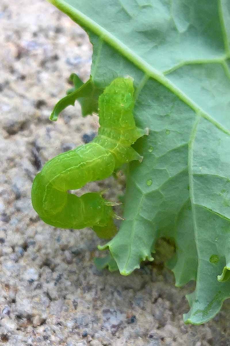 A close up vertical image of a cabbage looper infesting a kale leaf.