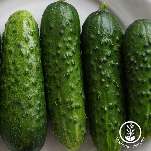 A close up of freshly harvested Cucumis sativus 'Calypso.' To the bottom right of the frame is a white circular logo with text.