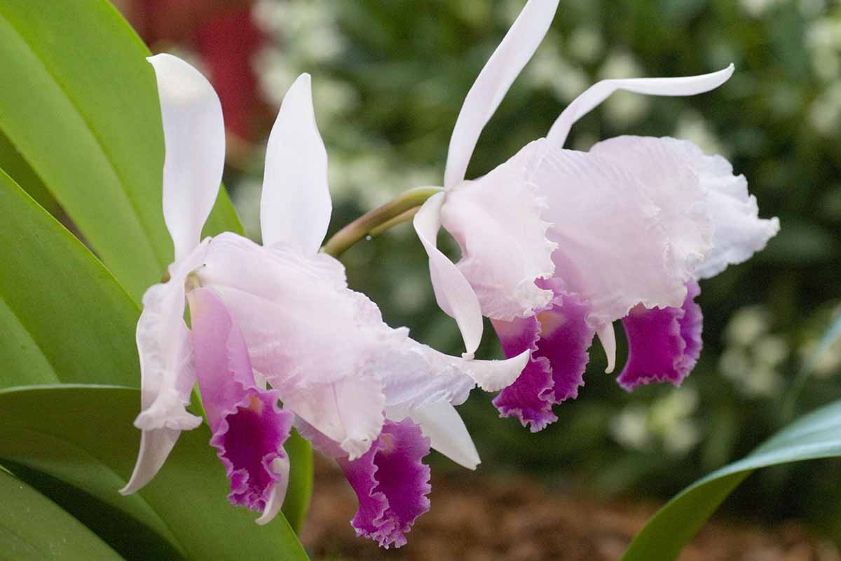 A close up horizontal image of Cattleya trianaei orchid flowers pictured on a soft focus background.