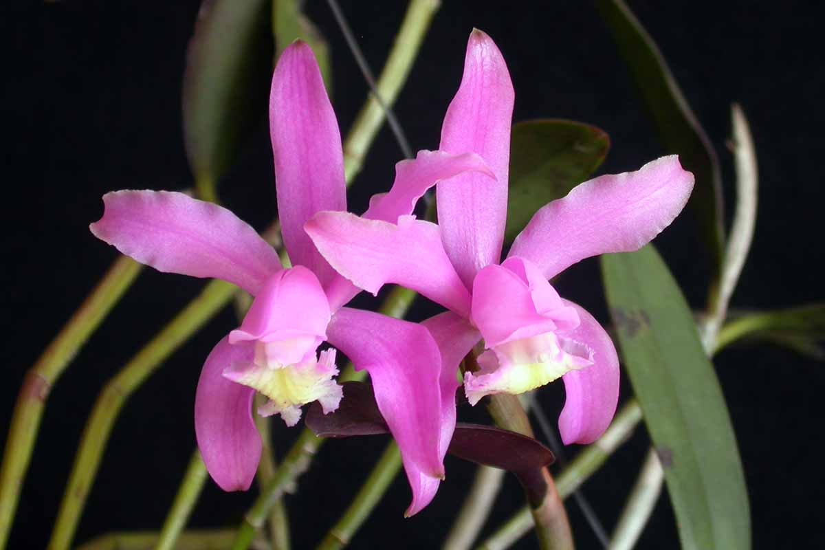 A close up horizontal image of pink Cattleya kerrii flowers pictured on a dark background.