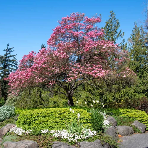 A square image of a pink-flowering Cornus florida 'Cherokee Chief' tree growing in a formal garden.