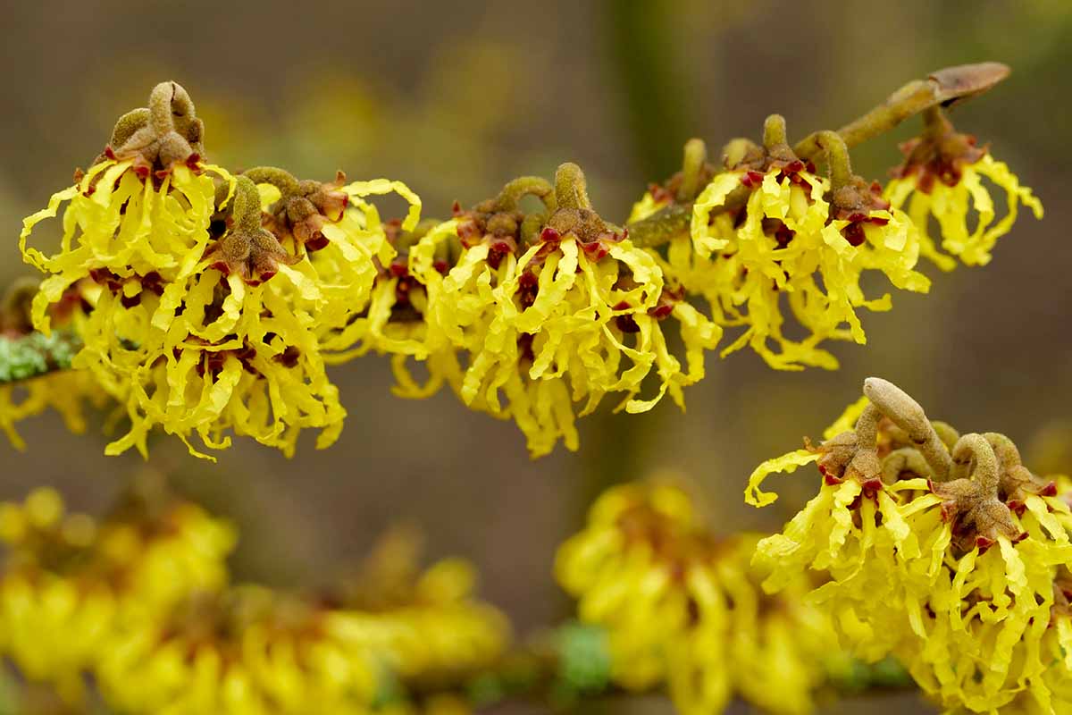 A close up horizontal image of Hamamelis mollis flowers pictured on a soft focus background.
