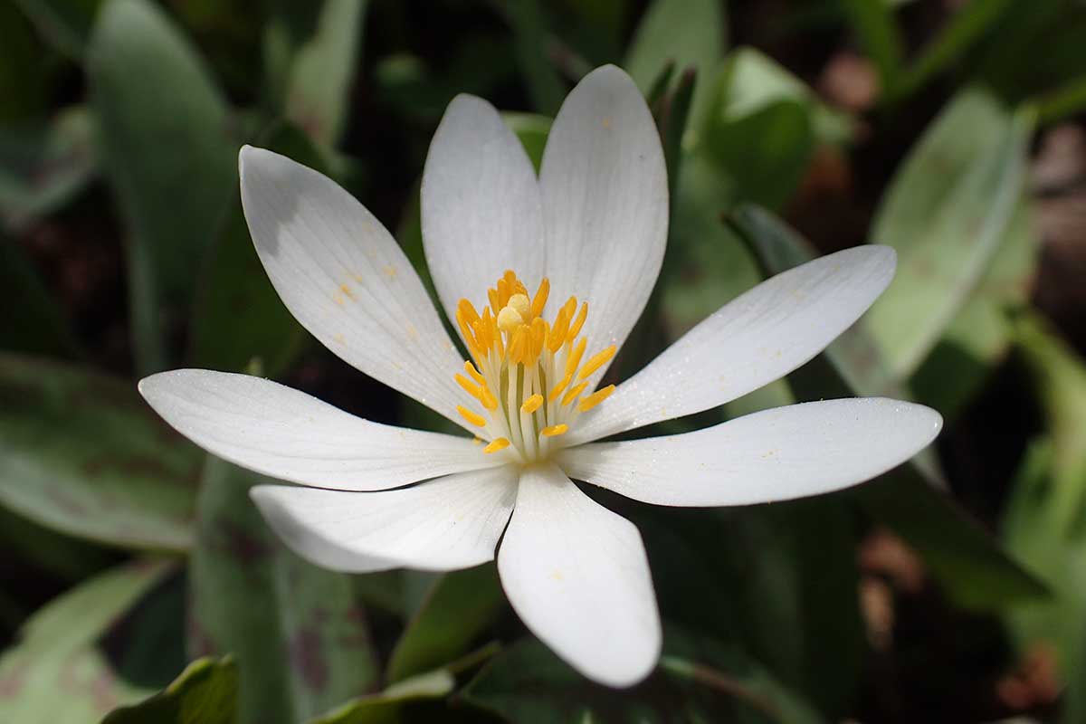 A close up horizontal image of a single Sanguinaria canadensis (bloodroot) flower growing in a shady spot in the garden pictured on a soft focus background.