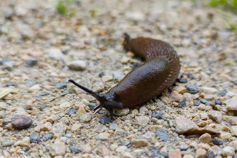 A close up of a slug moving along a gravel surface.