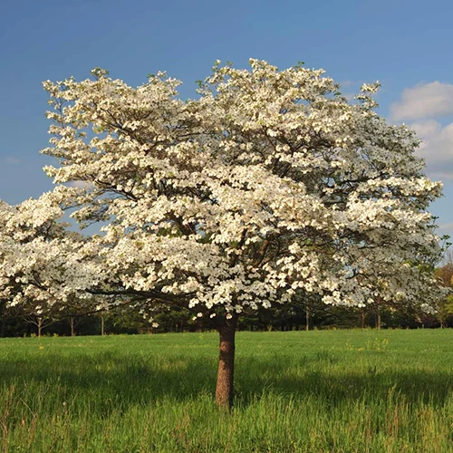 A square image of Cornus florida 'Cloud 9' growing in the landscape pictured on a blue sky background.
