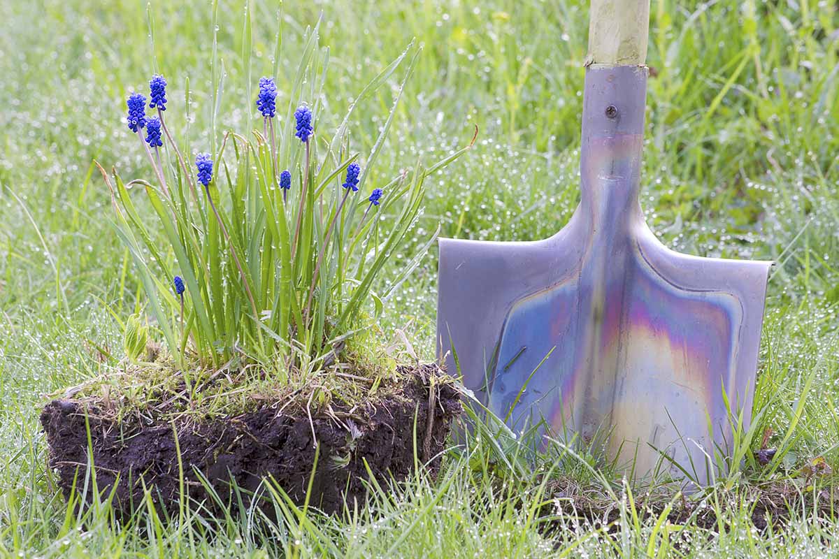 A horizontal image of a spade in the ground next to a clump of recently dug grape hyacinths.