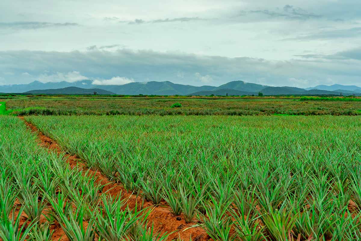 A horizontal image of a large commercial pineapple plantation in the tropics.