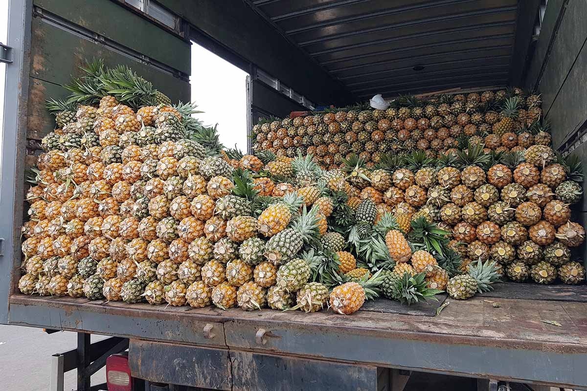 A horizontal image of the inside of the back of a truck filled with pineapples for commercial shipment.
