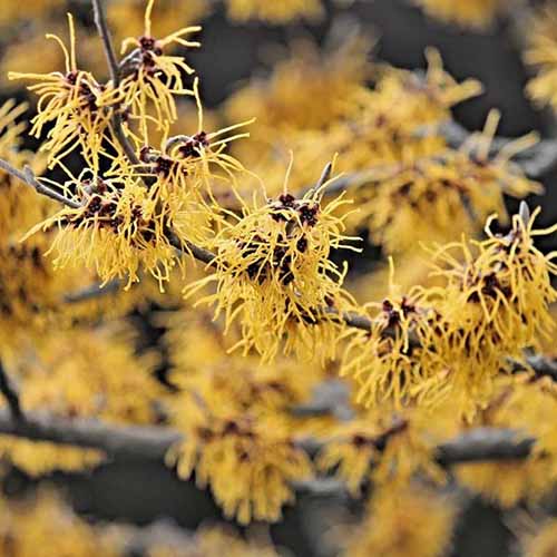 A square image of Hamamelis (witch hazel) flowers growing in the garden pictured on a soft focus background.