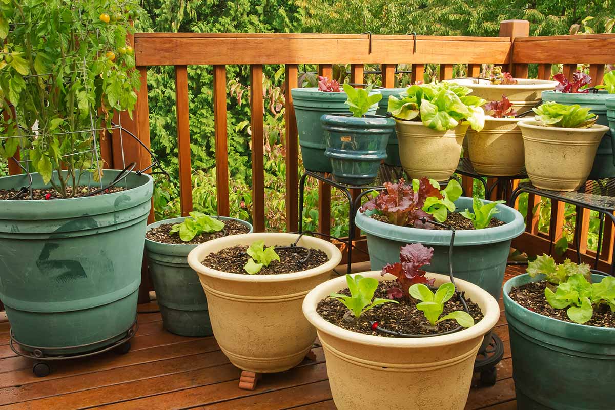 A horizontal image of a container garden on a wooden deck growing red and green lettuce.