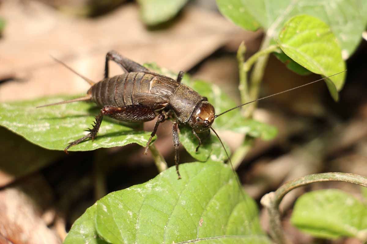 A close up horizontal image of a cricket on the surface of foliage pictured in light sunshine.