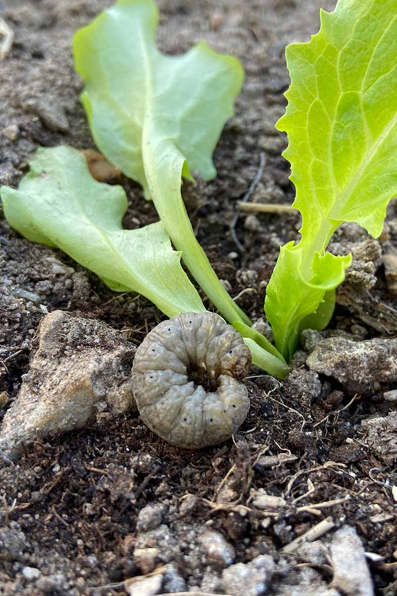 A close up vertical image of a cutworm curled up into a C-shape in the vegetable garden.