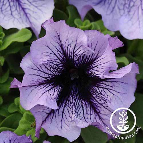 A close up square image of a single Daddy blue petunia pictured on a soft focus background. To the bottom right of the frame is a white circular logo with text.