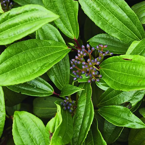 A square image of the bright green leaves and deep purple drupes of a David viburnum.