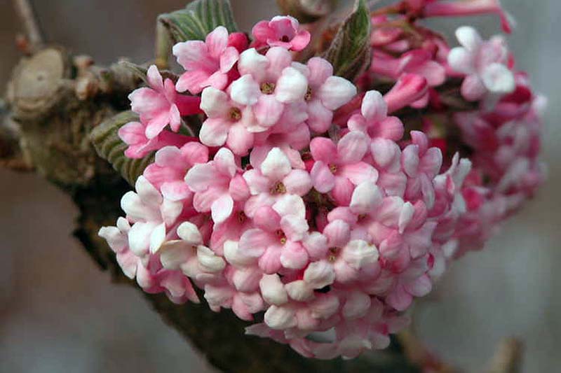 A close up horizontal image of the light pink and white flowers of Viburnum bodnantense ‘Dawn’ pictured on a soft focus background.