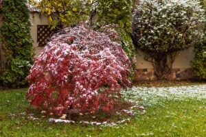 A horizontal image of a Japanese maple tree growing outside a residence covered in a light dusting of snow.