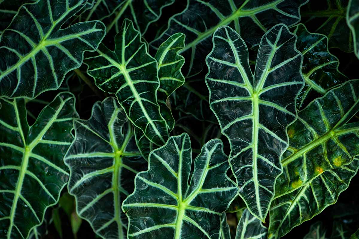 A close up horizontal image of the foliage of elephant ears growing in the garden.