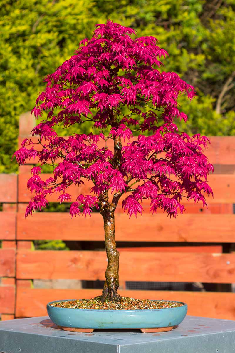 A vertical image of a beautiful red Deshojo Japanese maple tree growing as a bonsai in a small blue ceramic pot set outdoors in bright sunshine.