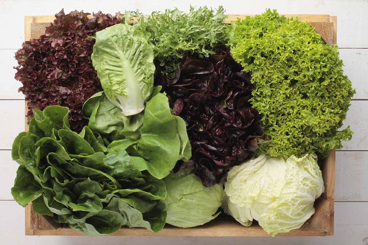 A close up horizontal image of different varieties of lettuce freshly harvested on a wooden tray.