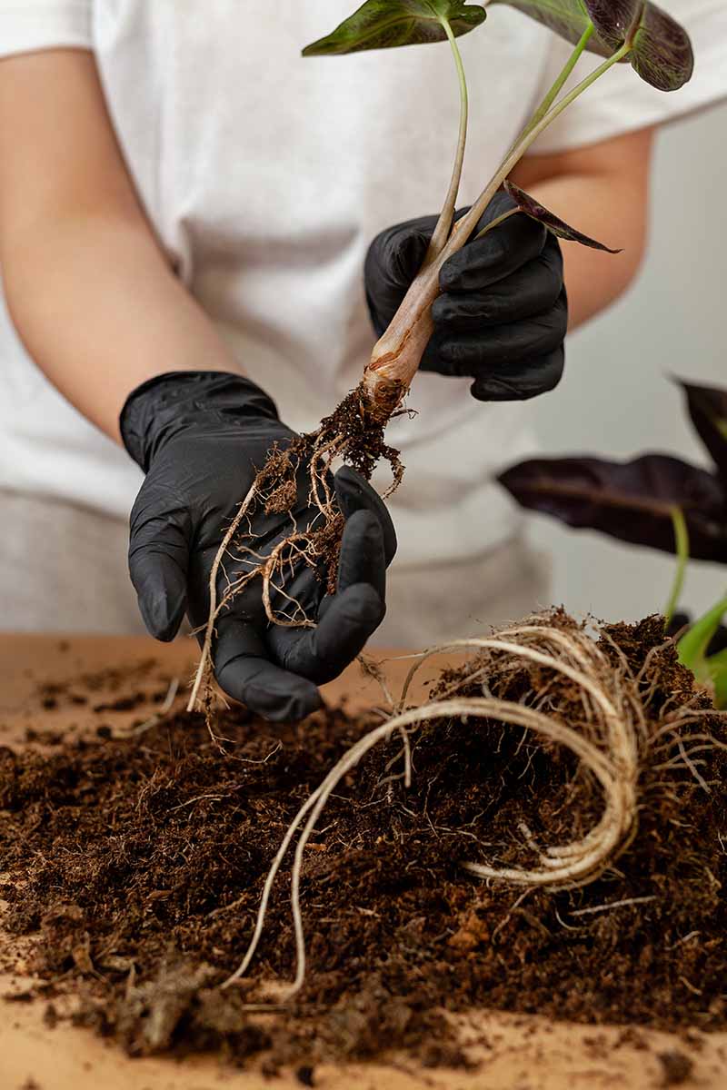 https://gardenerspath.com/wp-content/uploads/2023/01/Division-Taken-from-a-Kris-Plant.jpg?utm_source=chatgpt.com