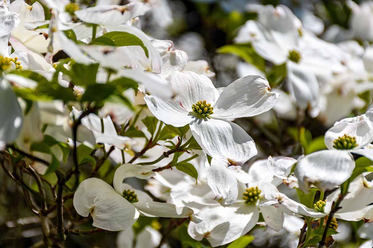 A close up horizontal image of the white flowers of Cornus florida aka flowering dogwood, pictured in bright sunshine on a soft focus background.