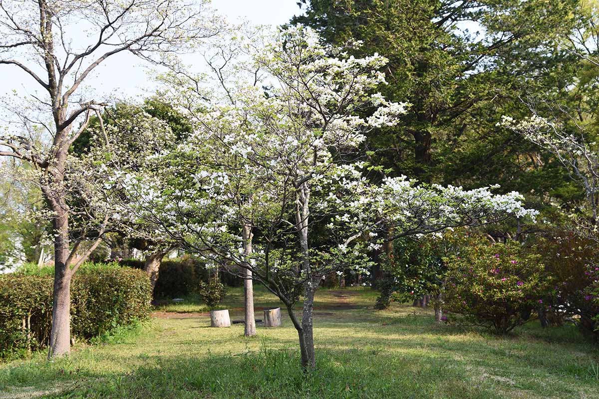 A horizontal image of a dogwood tree growing in the garden.