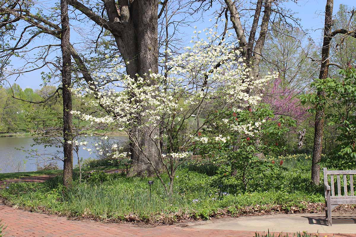 A horizontal image of trees growing next to a pathway in a park with a lake in the background and wooden bench to the right of the frame.
