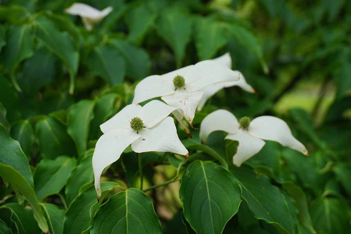 A close up horizontal image of the white flowers of a Cornus florida surrounded by green foliage in soft focus.