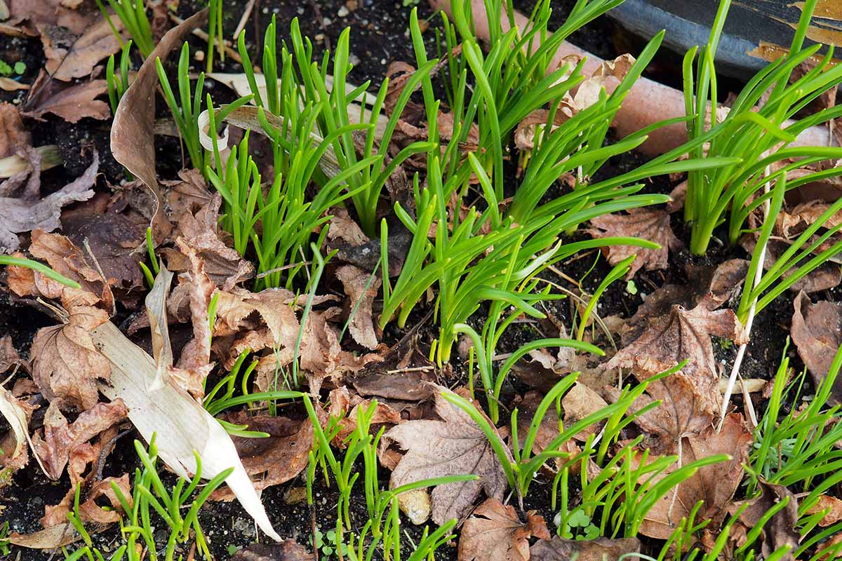 A horizontal image of dormant muscari with green foliage surrounded by fallen leaves.