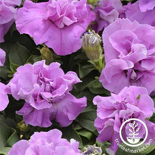 A square image of the ruffled flowers of Double Madness Lavender petunias growing in the garden. To the bottom right of the frame is a circular logo with white text.