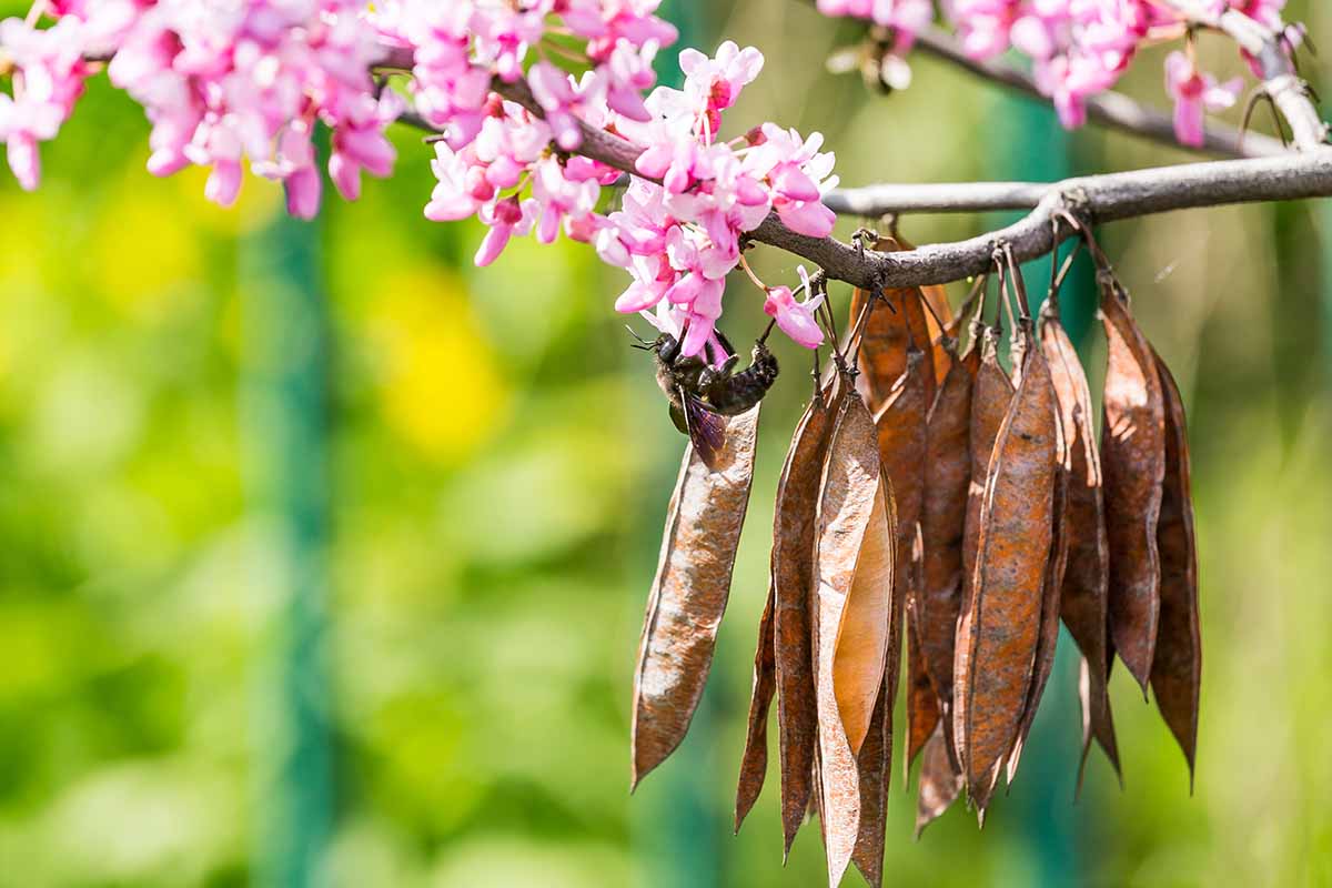 A close up horizontal image of the seed pods and pink flowers of an eastern redbud tree (Cercis siliquastrum) pictured in light sunshine on a soft focus background.