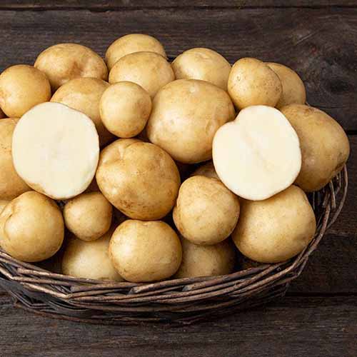 A close up square image of 'Elba' potatoes in a wicker basket set on a dark wooden surface.