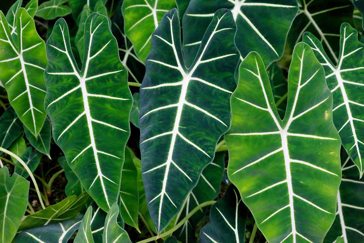 A close up horizontal image of elephant ears growing outdoors in the garden.
