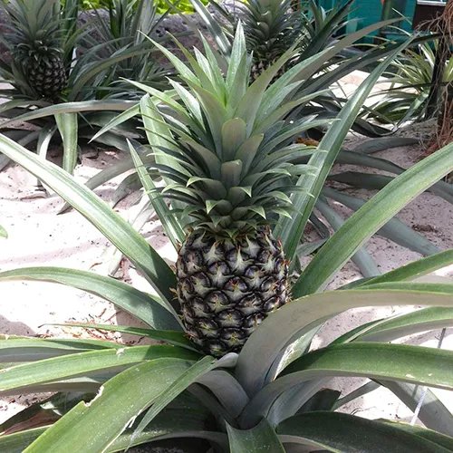 A close up square image of an 'Elite Gold' pineapple growing outdoors in the garden.