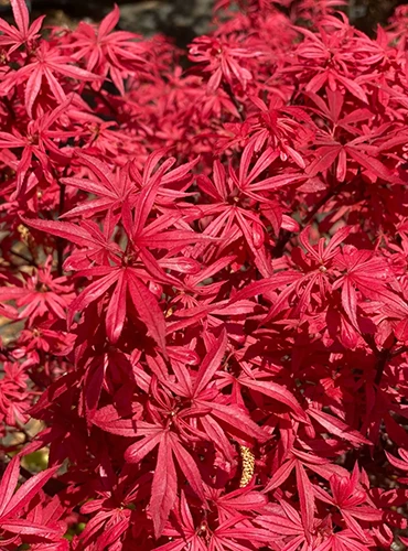 A close up of the deep red foliage of Acer palmatum 'Elizabeth' pictured in bright sunshine.