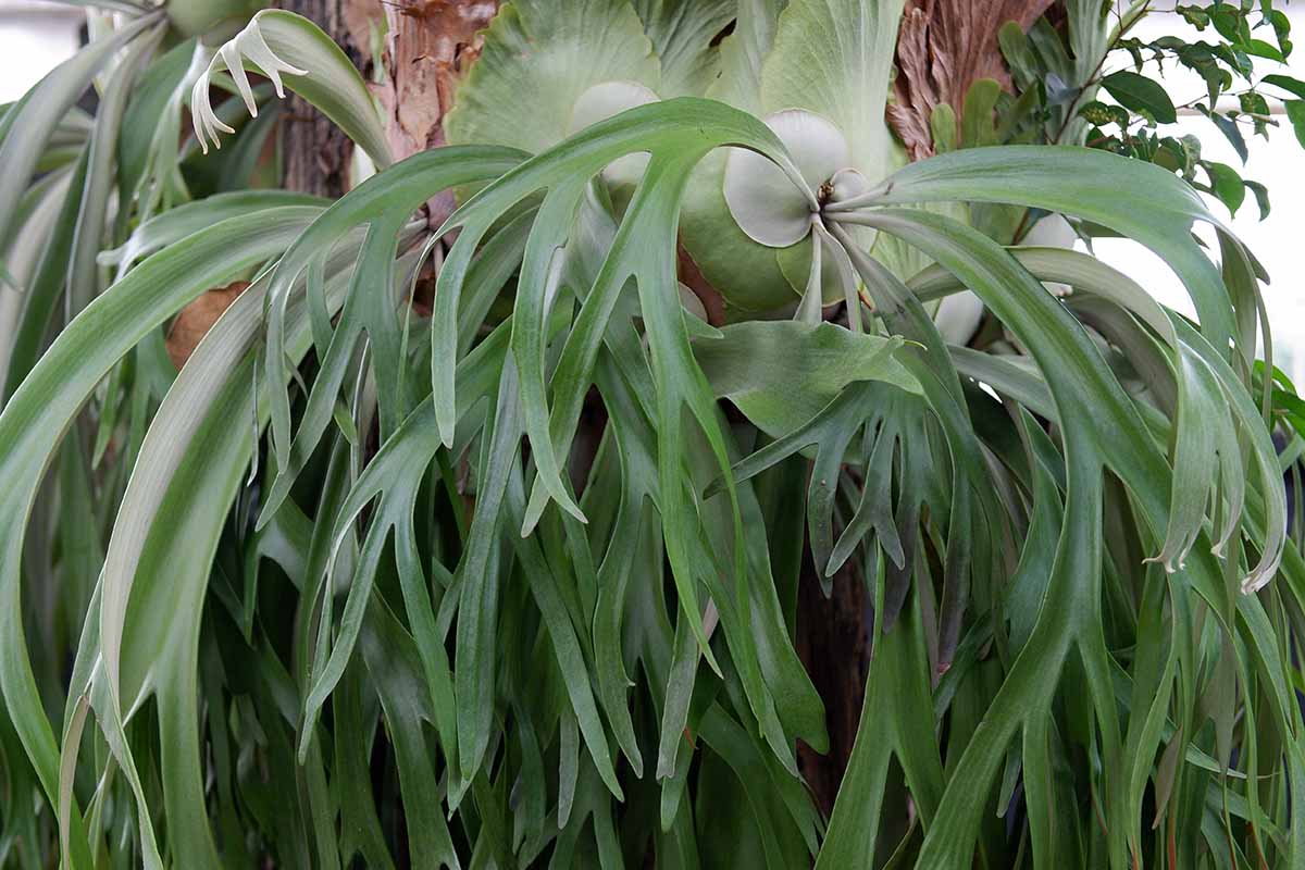A horizontal image of a Platycerium bifurcatum aka staghorn fern plant growing indoors.