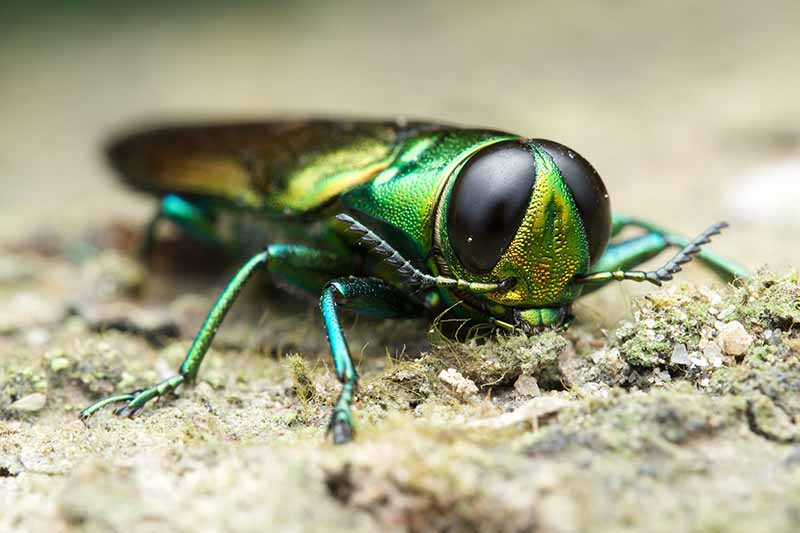 A close up horizontal image of an emerald ash borer pictured on a soft focus background.