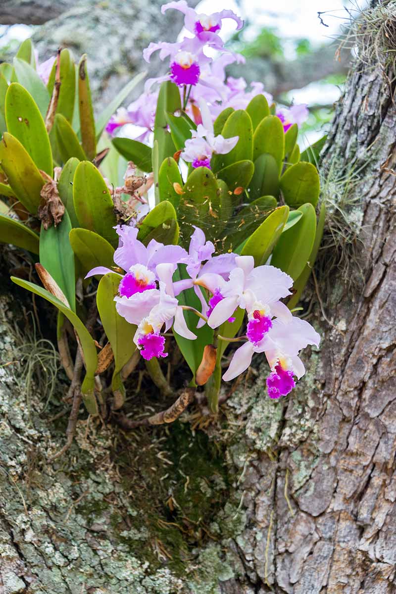A close up vertical image of Cattleya trianae orchids growing in the cleft of a tree branch outdoors.