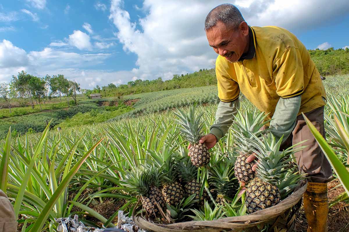 A horizontal image of a farmer harvesting ripe pineapples from a large field.
