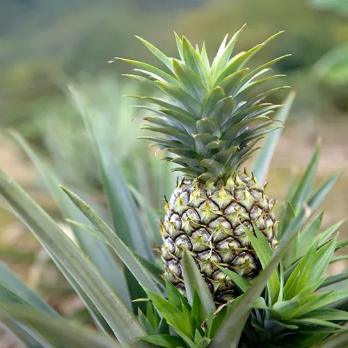 A close up square image of a 'Florida Special' pineapple ripening out in the garden pictured on a soft focus background.